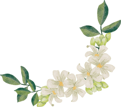 watercolor white murraya orange jasmine flower bouquet wreath frame png
