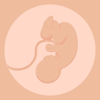 Healthy Pregnancy Embryo on Ultrasound vector