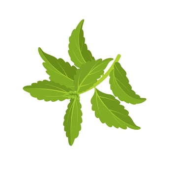 Vector illustration, stevia or sweet leaf, also called sugar leaf, isolated on white background.