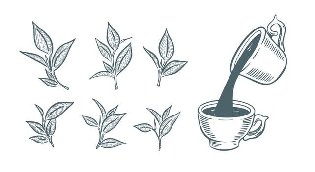 Green Tea Cup, hand drawn, drawing isolated on white vector