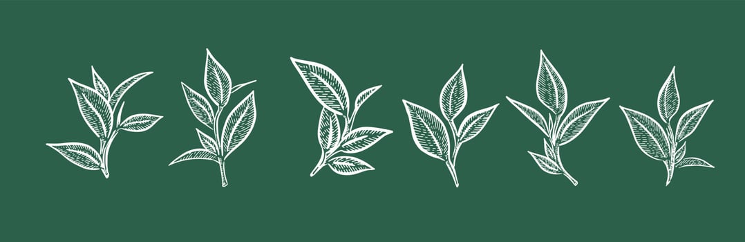 Green tea leaves. Hand drawn, vector. vector