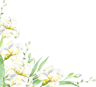 White irises frame. Watercolor clipart png