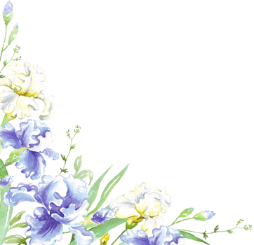 Watercolor iris frame. Hand-painted clipart png