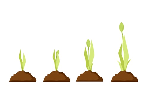 Tulip growth stages in the ground from a sprout vector