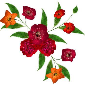 rose isolated on transparent background png