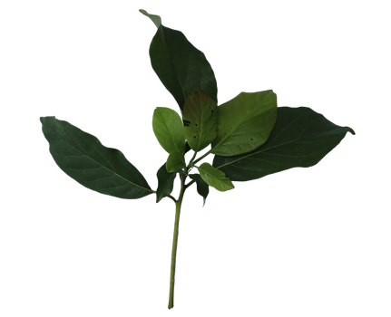 a sprig of avocado leaf png