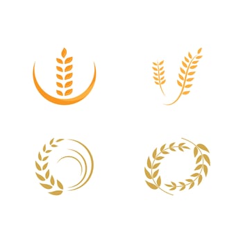 Agriculture wheat vector