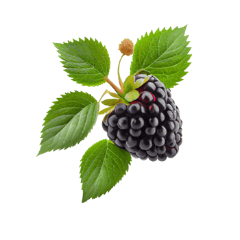 Blackberry cut out png, Blackberry on transparent background png
