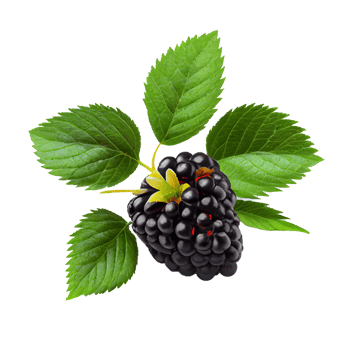 Blackberry cut out png, Blackberry on transparent background png