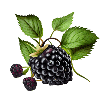 Blackberry cut out png, Blackberry on transparent background png