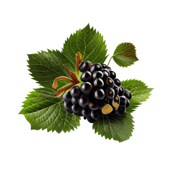 Blackberry cut out png, Blackberry on transparent background png