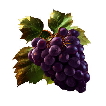 Bunch of grapes on png transparent background