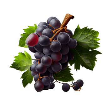 Bunch of grapes on png transparent background