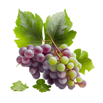 Bunch of grapes on png transparent background