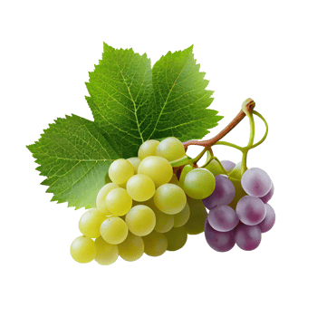 Bunch of grapes on png transparent background