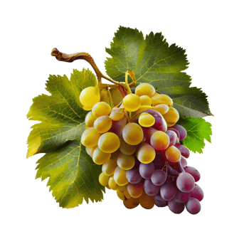 Bunch of grapes on png transparent background