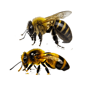 free honey bee illustration icons png