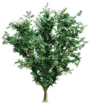 Big green tree isolated png