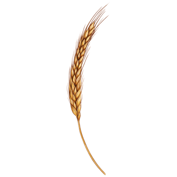 watercolor hand drawn wheat ear png