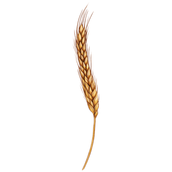 watercolor hand drawn wheat ear png