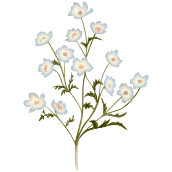 watercolor wild flowes branch png
