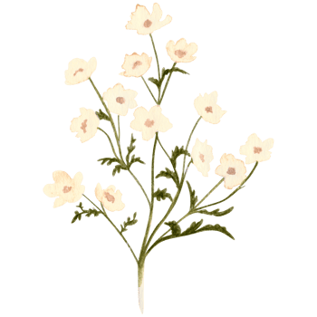 watercolor wild flowes branch png