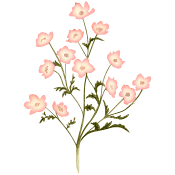 watercolor wild flowes branch png