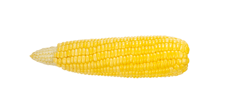 Fresh corn isolated for vegetable element png