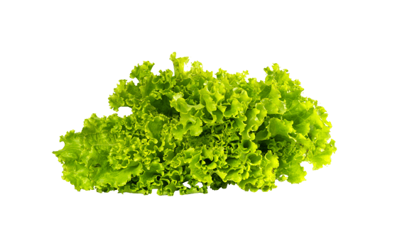 green lettuce isolated for vegetable design element png