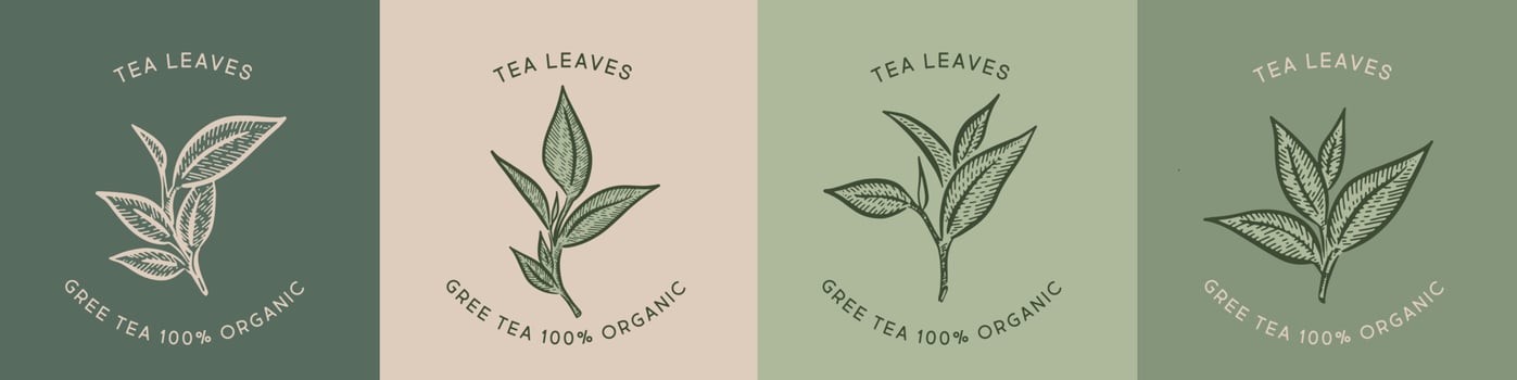 Green tea leaves. Hand drawn, vector