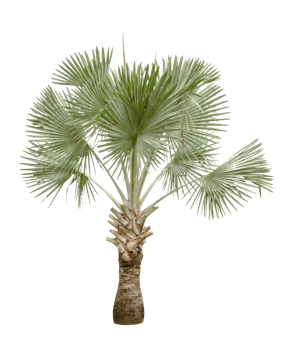 Copernicia hospita palm isolated png