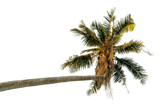 coconut tree bending Isolated png