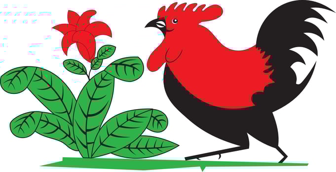 Vector Graphic Illustration Rooster chicken character