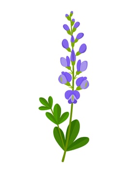 Vector illustration, blue wild indigo baptisia australis, isolated on white background.