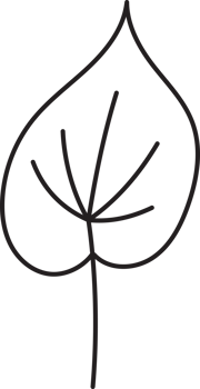 Leaf drawing isolated png