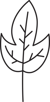 Leaf drawing isolated png