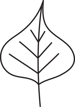 Leaf drawing isolated png