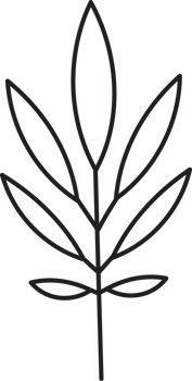 Leaf drawing isolated png
