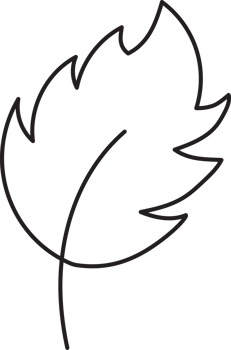 Leaf drawing isolated png