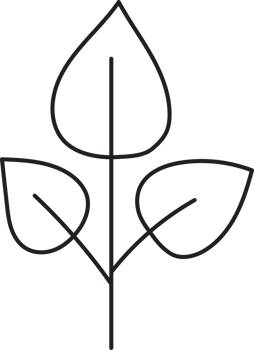 Leaf drawing isolated png