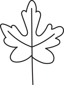 Leaf drawing isolated png