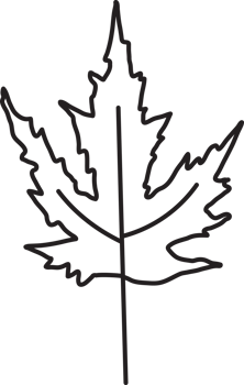 Leaf drawing isolated png