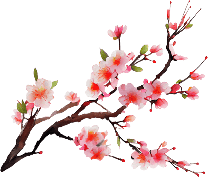 Cherry Blossom Flowers Watercolor png