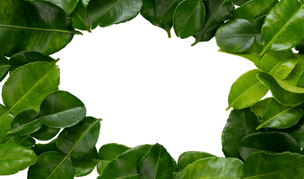 Green leaf frame for copy space png