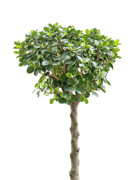 Ficus ginseng or Banyan tree png
