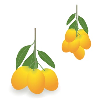 Sweet yellow Marian plum vector isolated on white background. The bunch Marian plums, Plum mango, Plango, Mayong Chid, Maprang, fresh and sweet Thai fruit. Tropical, seasonal fruits illustration.