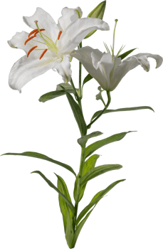 Lily flower cutout on transparent background. png