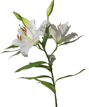 Lily flower cutout on transparent background. png