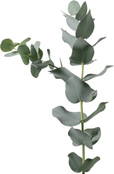 Eucalyptus leaf cutout on transparent background. png