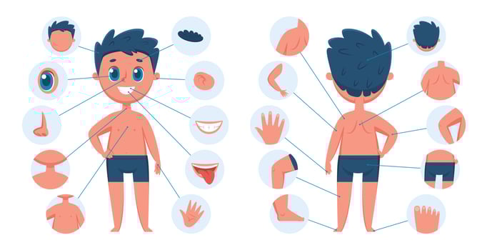 Boy body parts. Child body part anatomy education for children. Learning face parts for kids. Vector preschool educational infographic